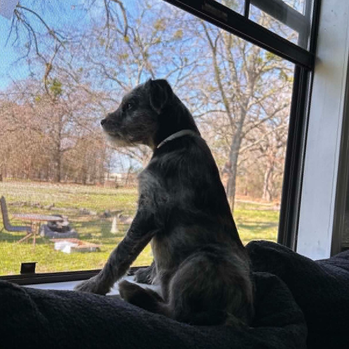 Bella