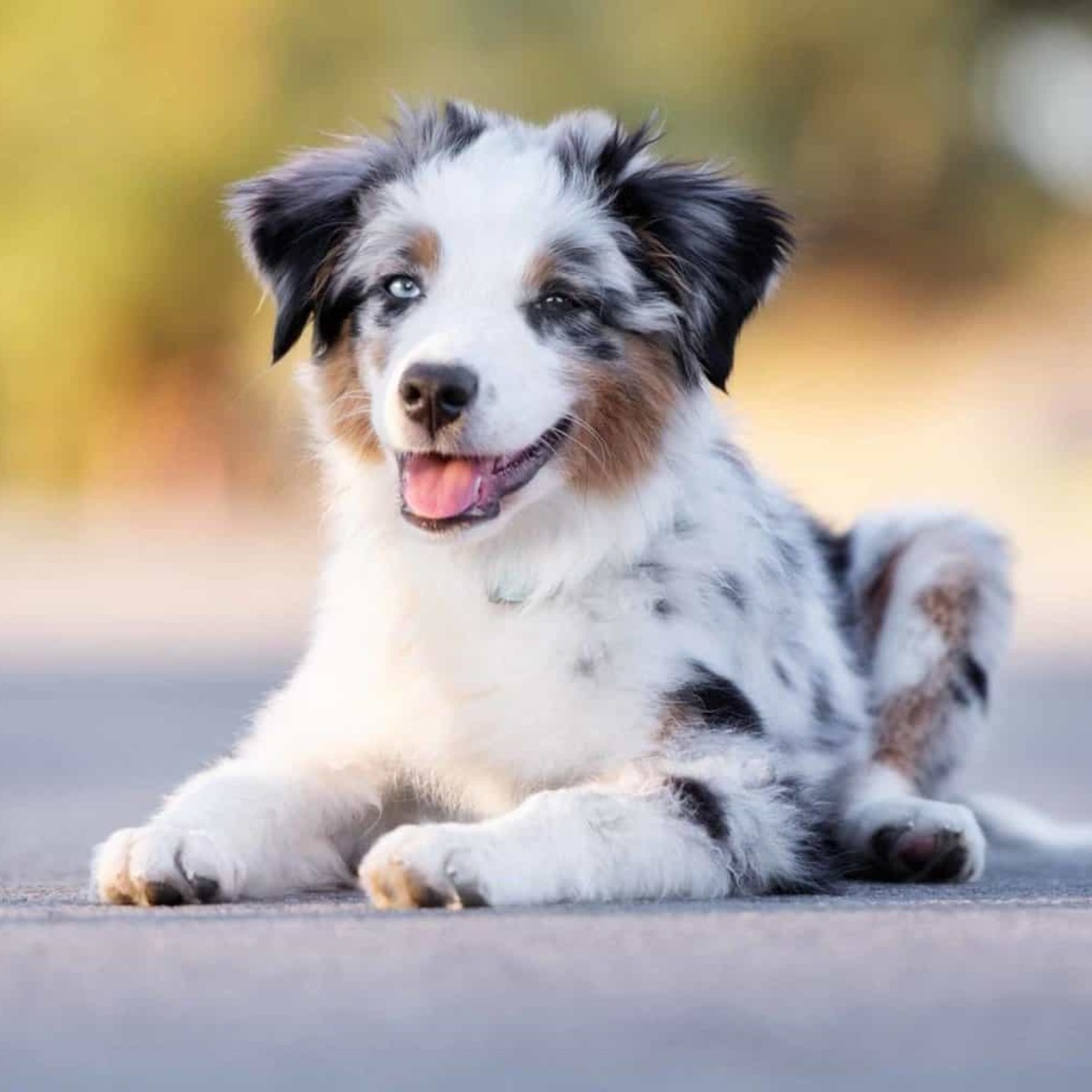 Scout
