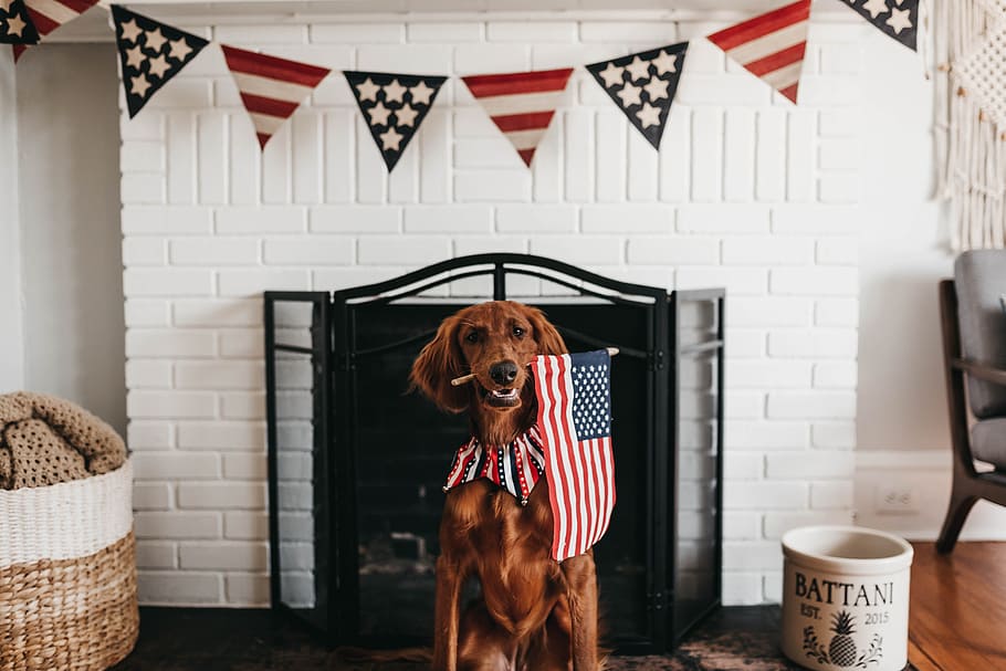 Activities For Dogs On Fourth Of July