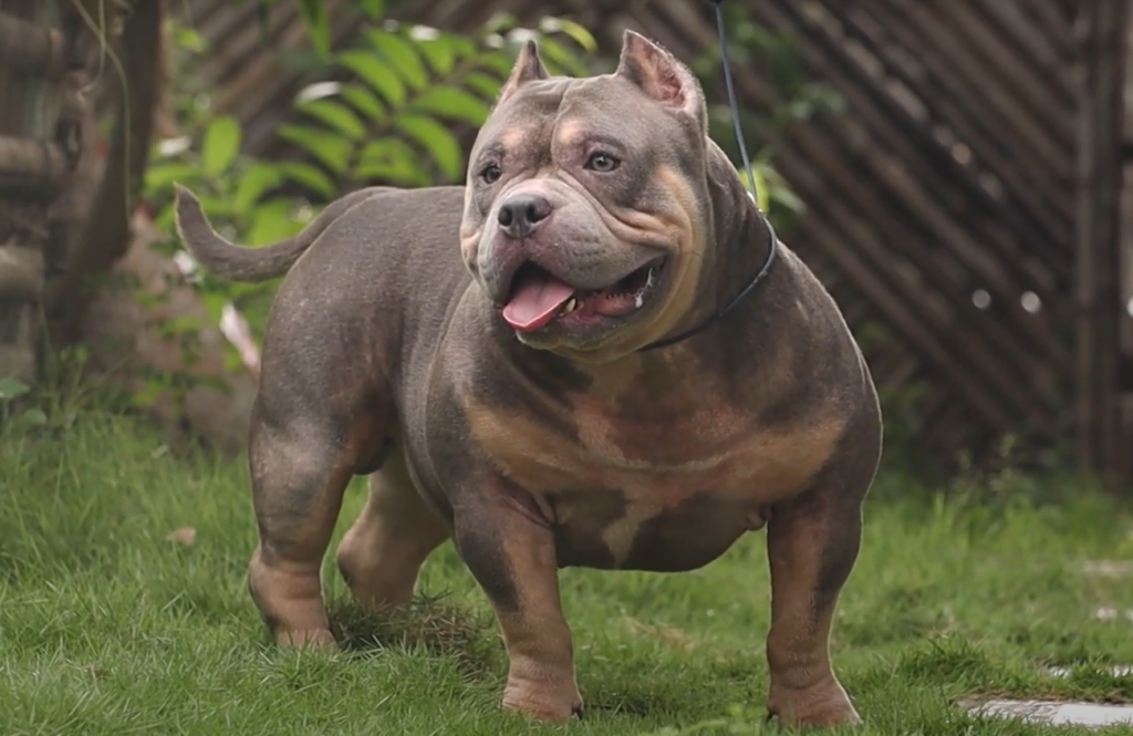 American Bully