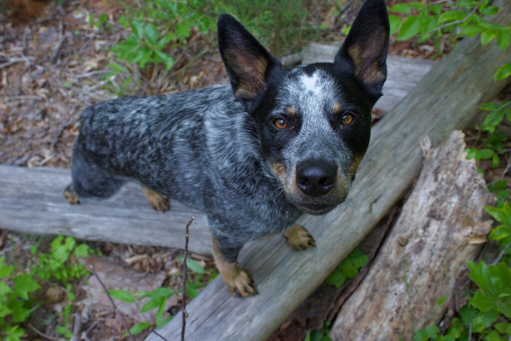 Australian Cattle Dog