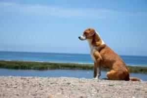 Behaviors of a Female Dog in Heat