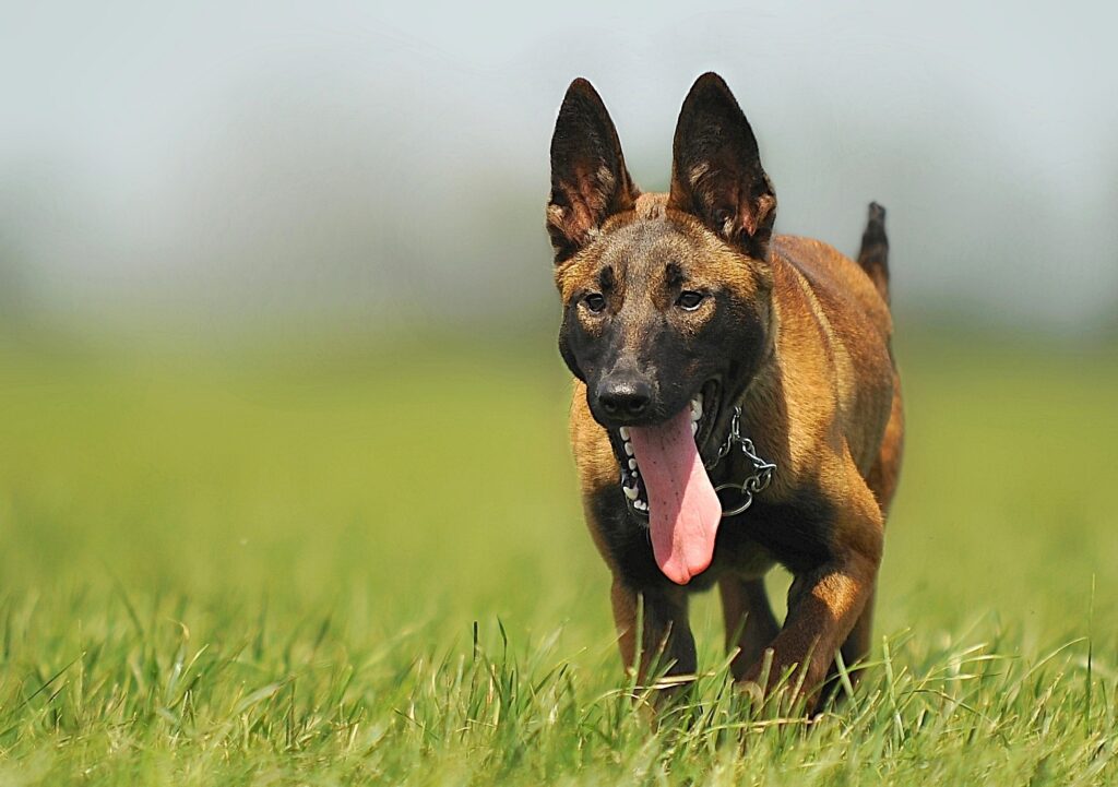 Belgian Malinois Shedding