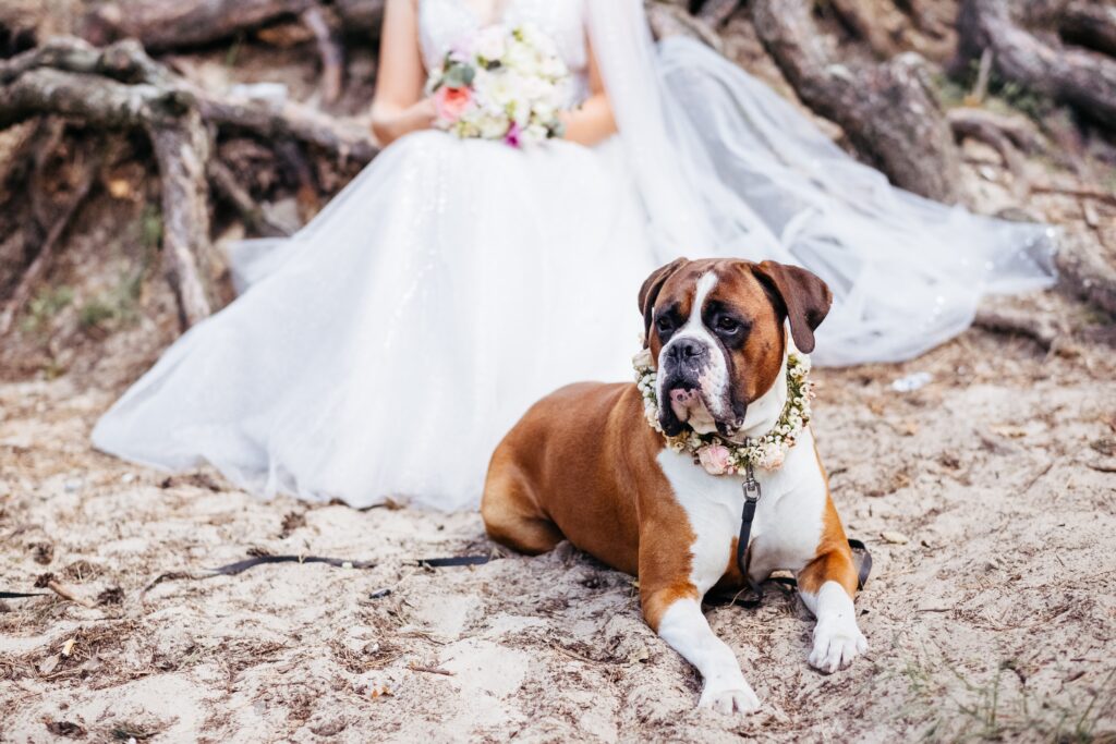 Boxer Dog