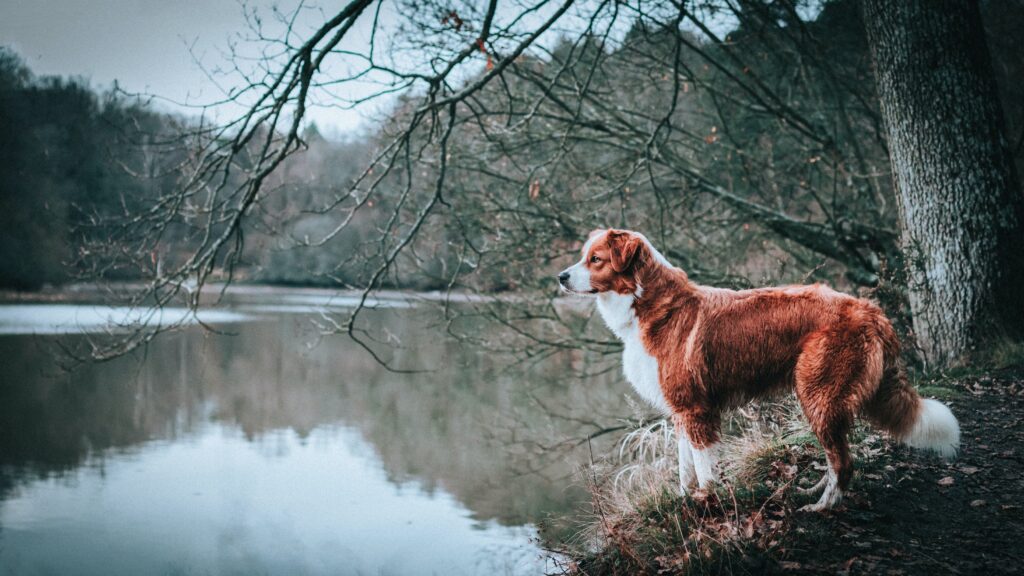 Brittany Spaniel