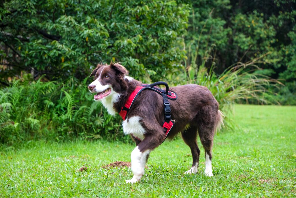 How to measure a dog for a harness