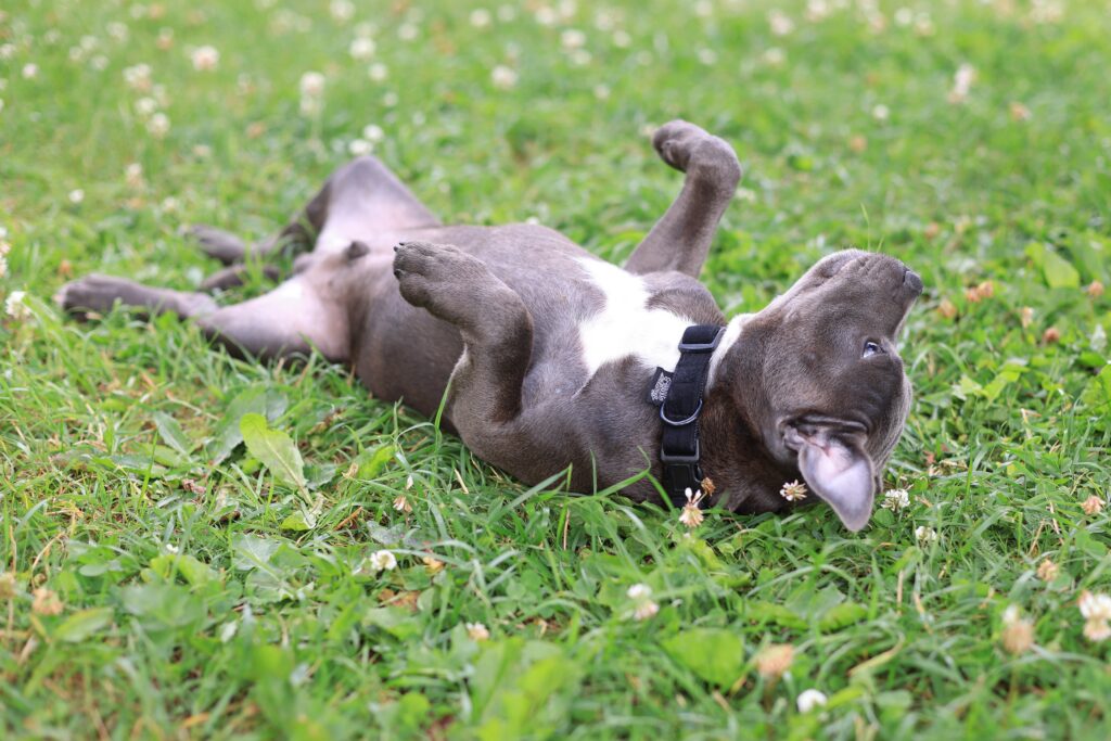 Dog Rolling in Grass