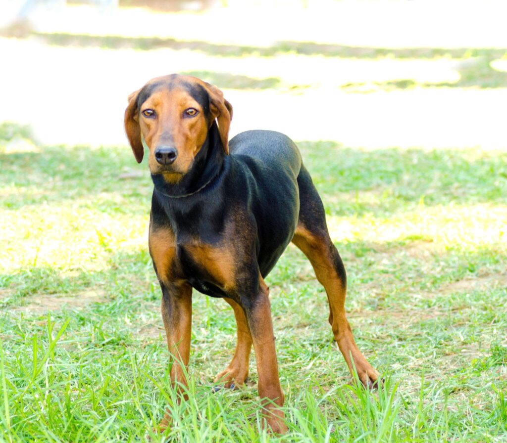 Greek Harehound