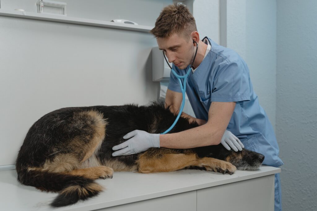 How to Help a Dog Coughing from Congestive Heart Failure