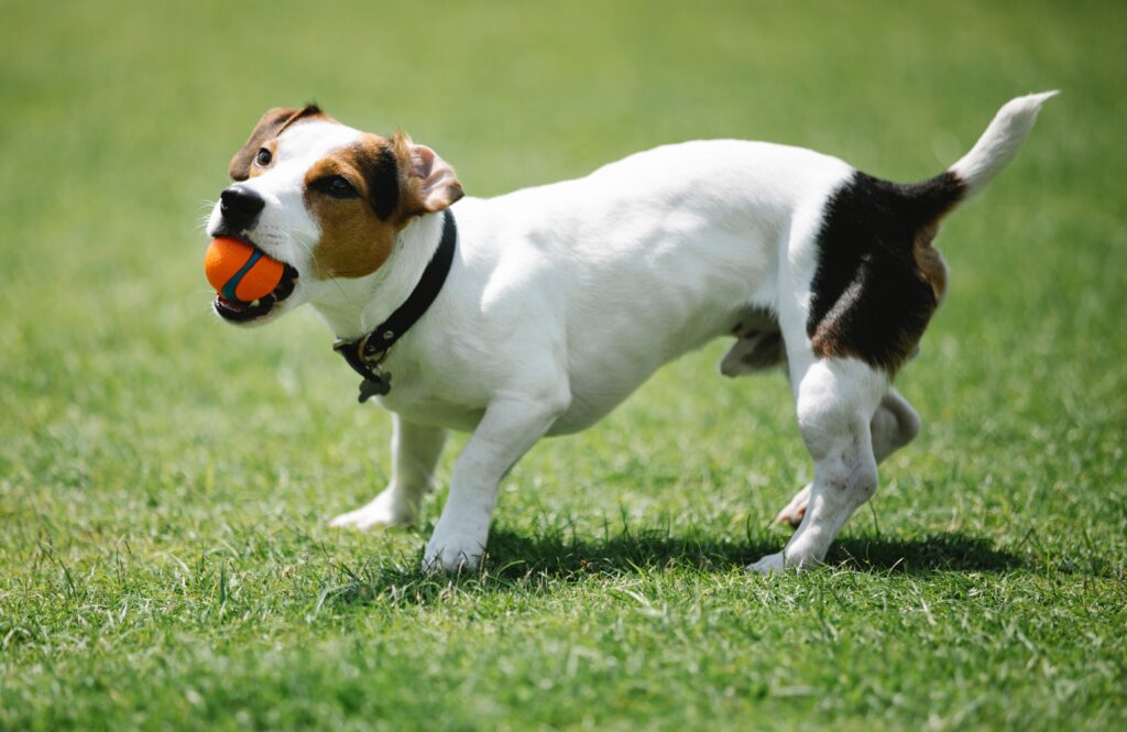 Jack Russell Terrier