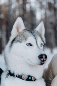 Siberian Husky