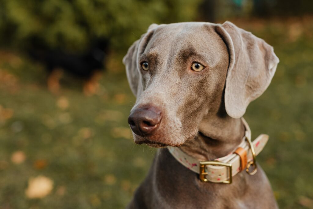 Weimaraner