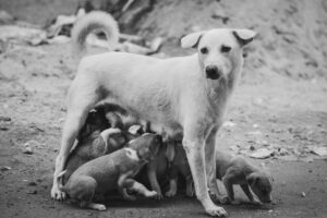 When to Wean Puppies