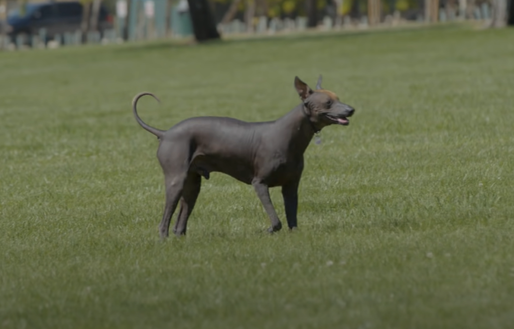 Xoloitzcuintli