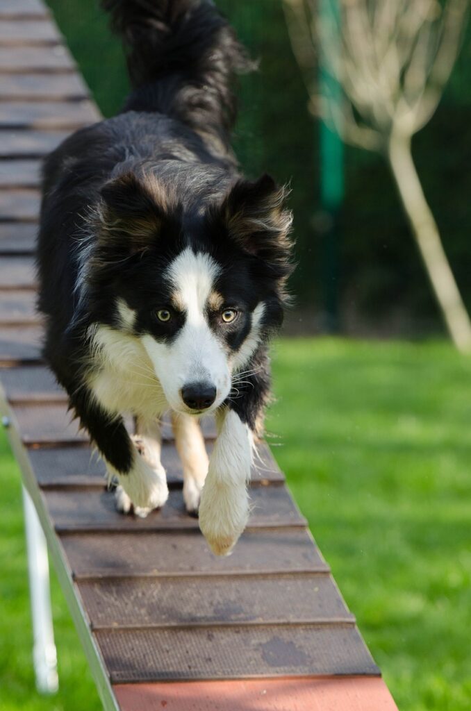 Agility Tricks to Teach Your Dog