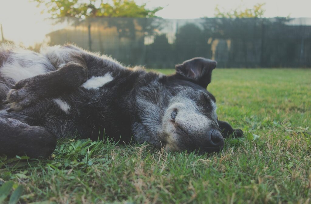 Why Do Dogs Roll in the Grass