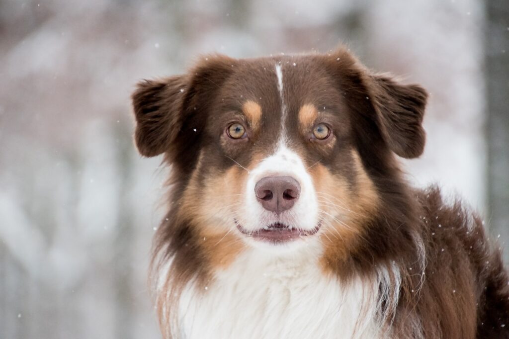 australian shepherd, dog, snow-5902420.jpg