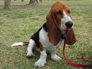 Basset Hound