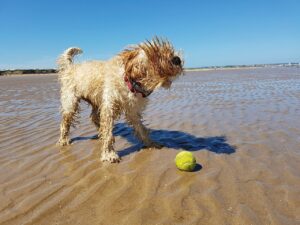 Doggie beaches near me