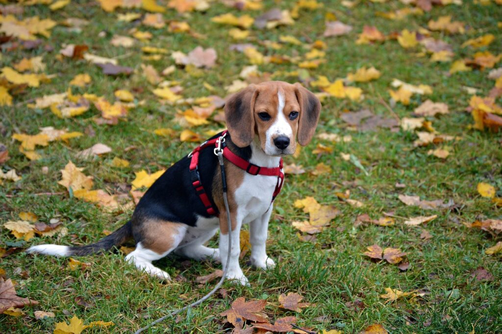 beagle, dog, animal-3804652.jpg