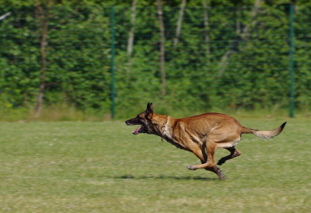 Belgian Malinois Shedding