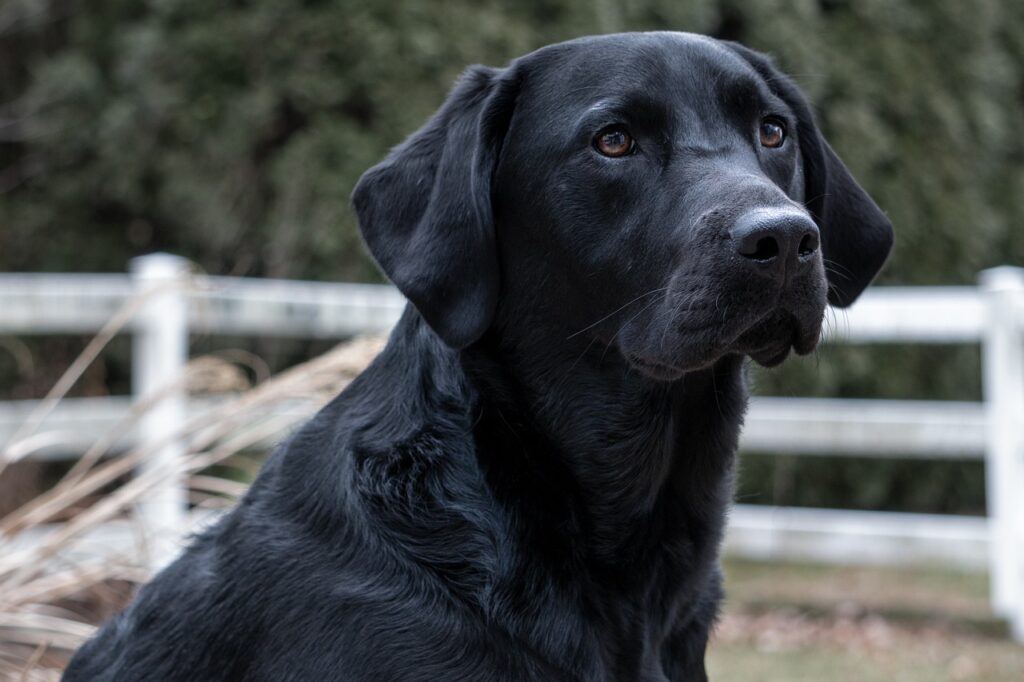 black lab, black, labrador-4771308.jpg