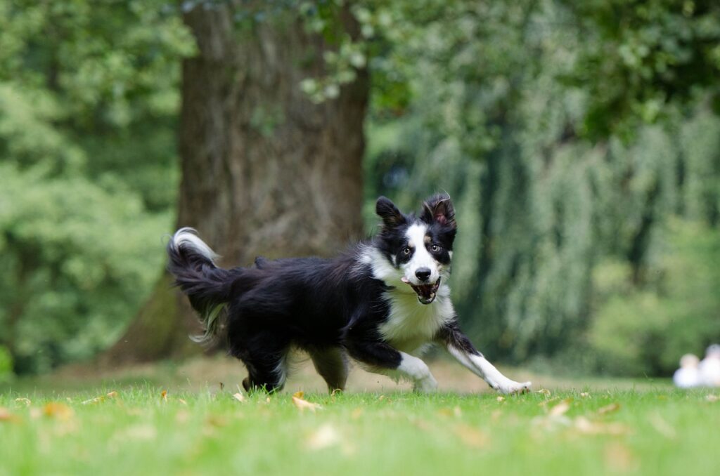 border collie, running dog, young dog-794399.jpg