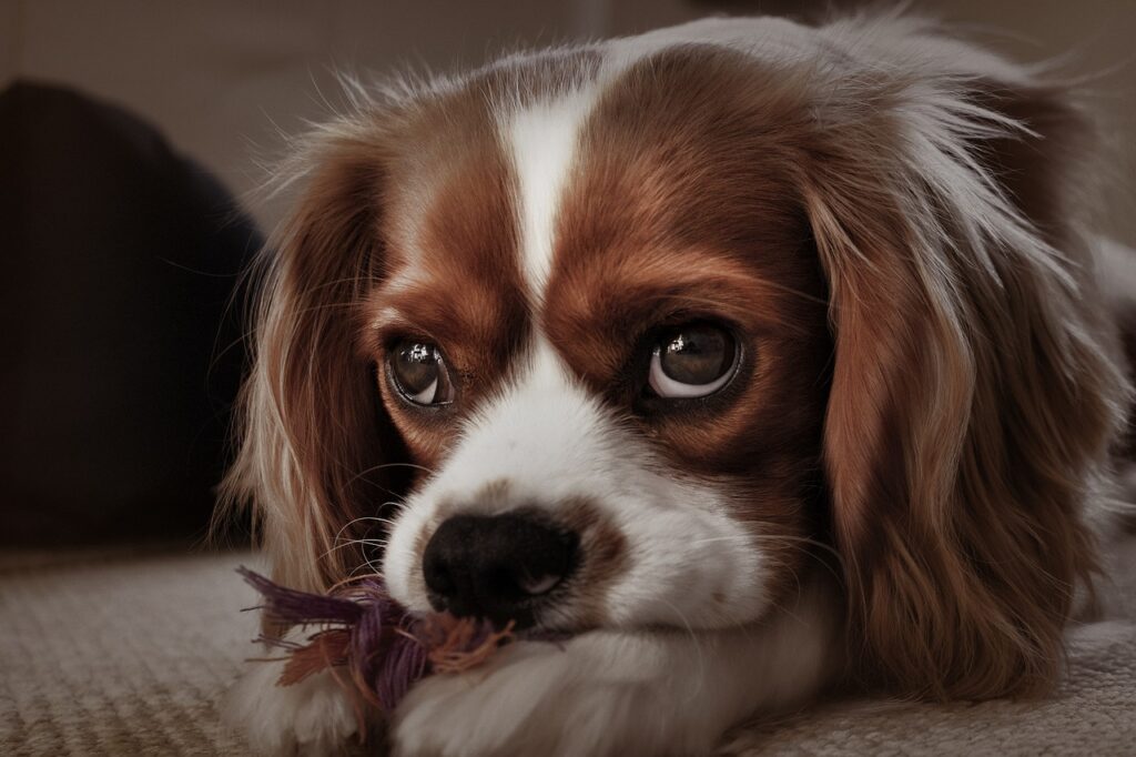 cavalier king charles spaniel, puppy, dog-5951557.jpg