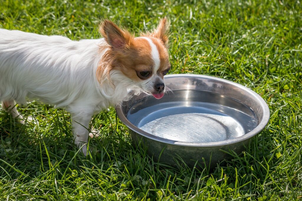 How to get dog to drink water