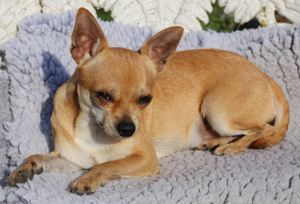 chihuahua, sable, dog-436528.jpg