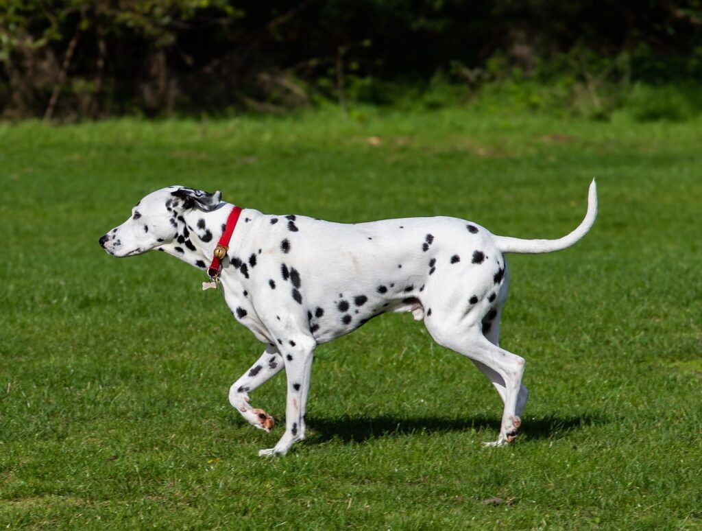 Dalmatian