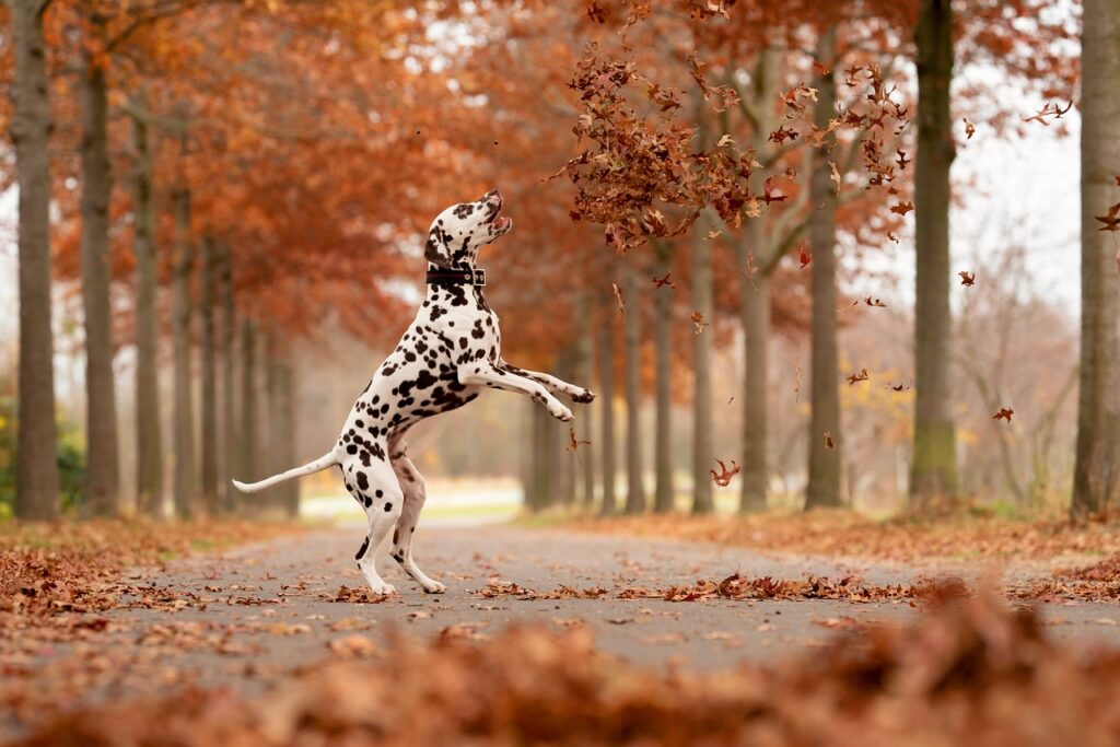 dalmatian, dog, pet-6815838.jpg