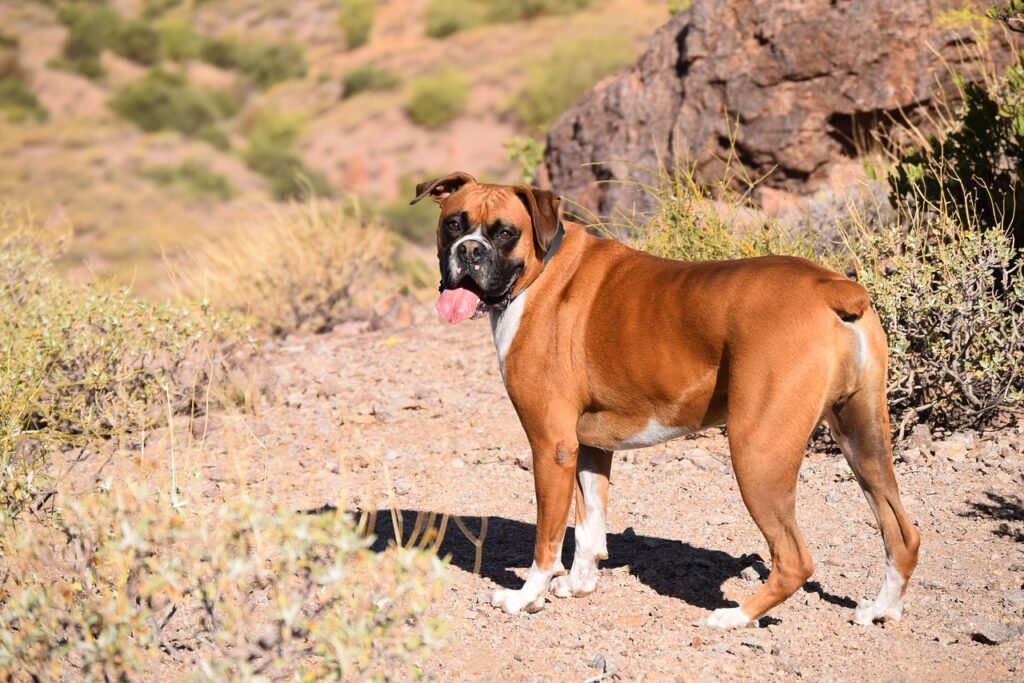 dog, animal, boxer-4329768.jpg