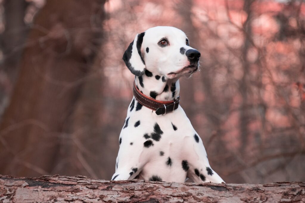 dog, animal, dalmatian-4016675.jpg