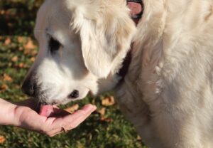 How to get dog to drink water