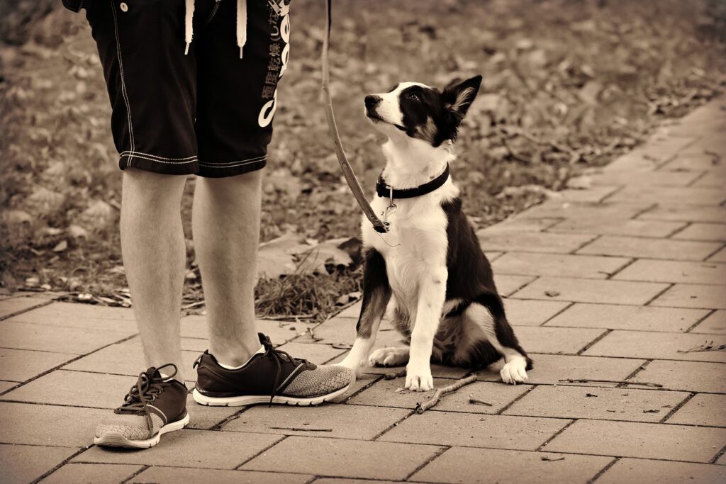 How to Teach a Dog to Sit