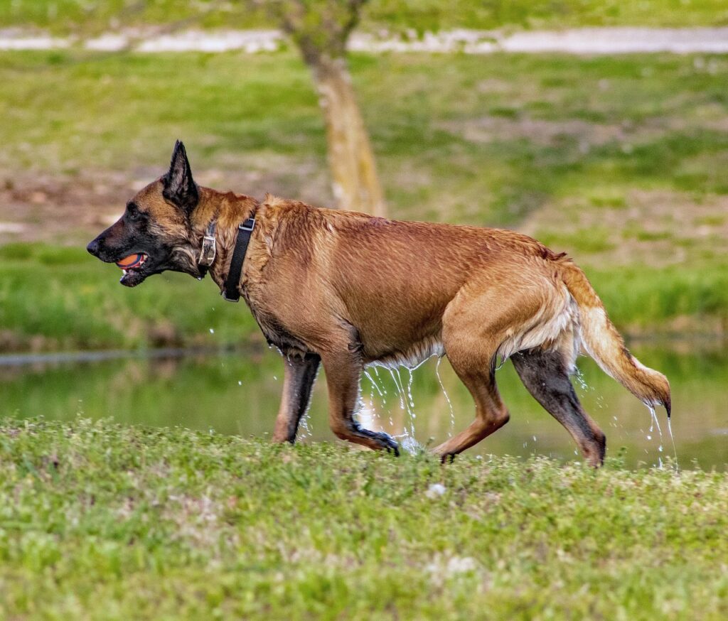 dog, ball, belgian malinois-5094589.jpg