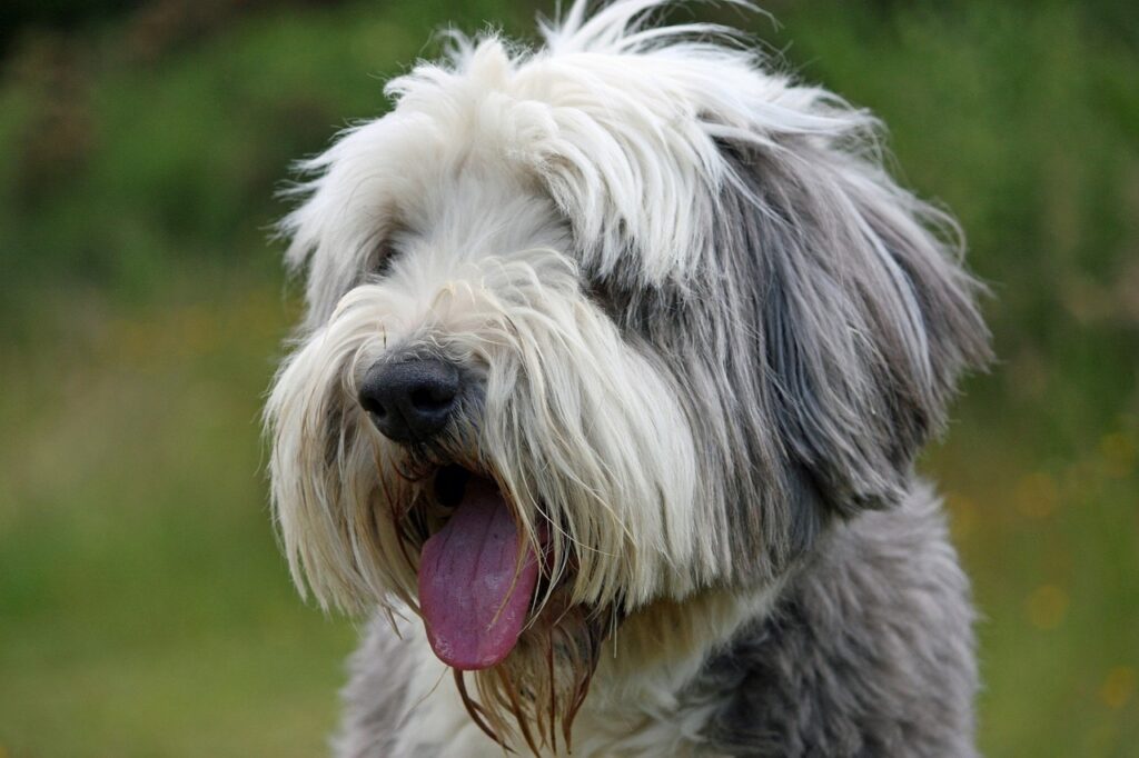 dog, bearded collie, collie-220391.jpg