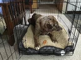 How To Crate Train a Puppy