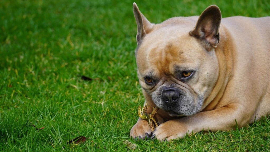 dog, french bulldog, canine-7869549.jpg