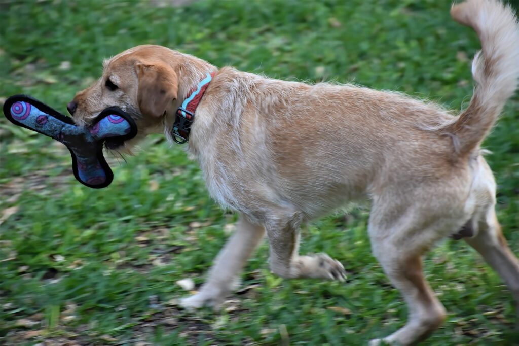 dog, labradoodle, friend-7437336.jpg