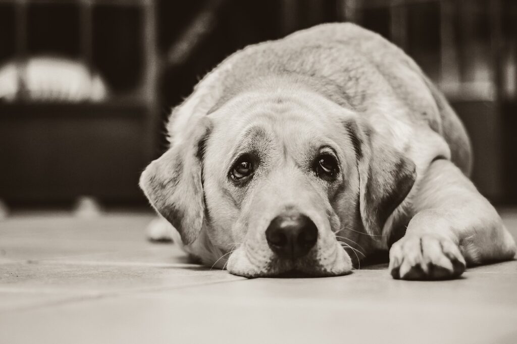 dog, labrador, black and white-1126025.jpg