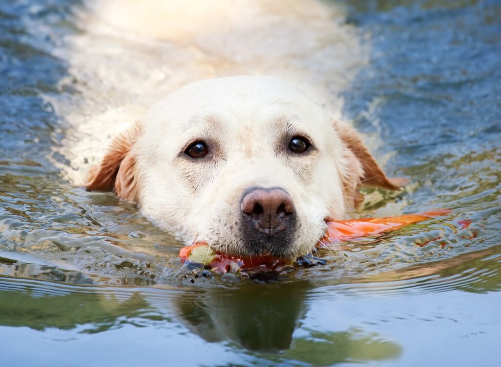 Labrador Retriever