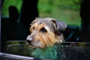 How to Treat Car Sickness in Dogs