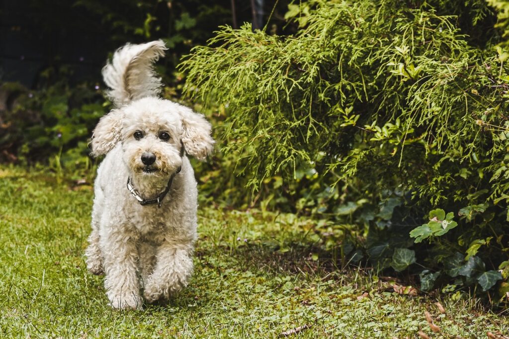 dog, poodle, lawn-7321828.jpg