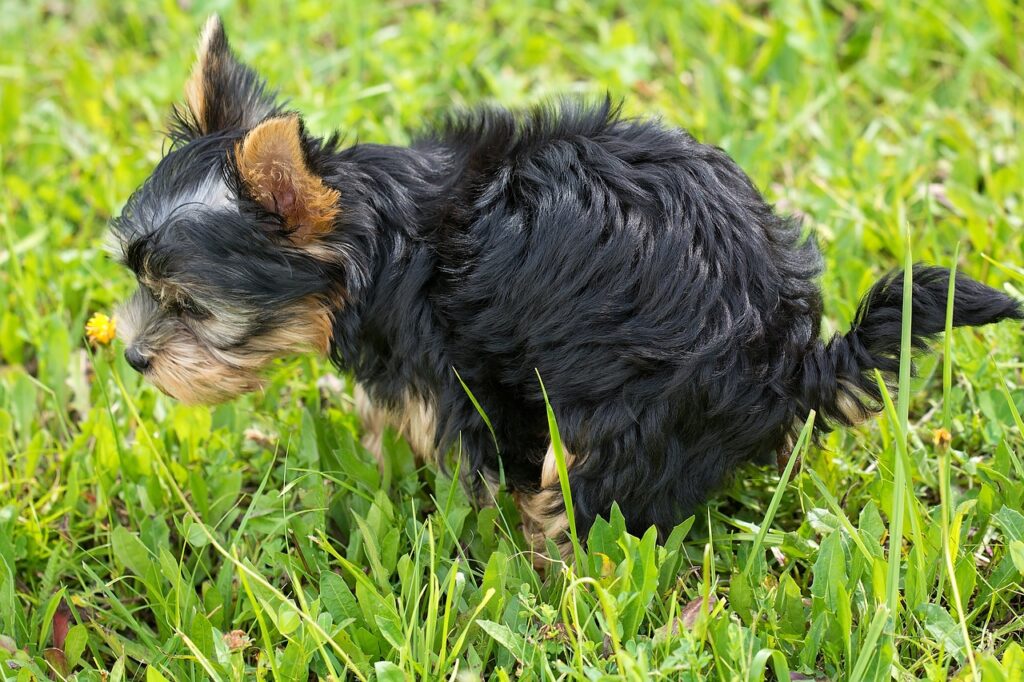 How to potty train a puppy