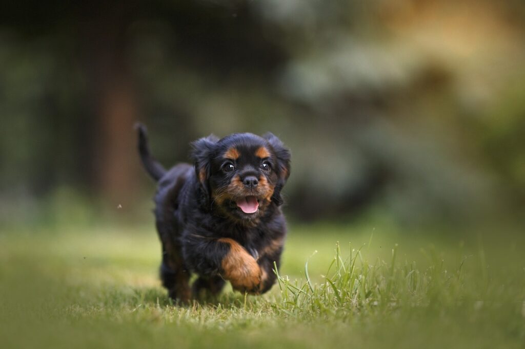 How to calm a puppy down