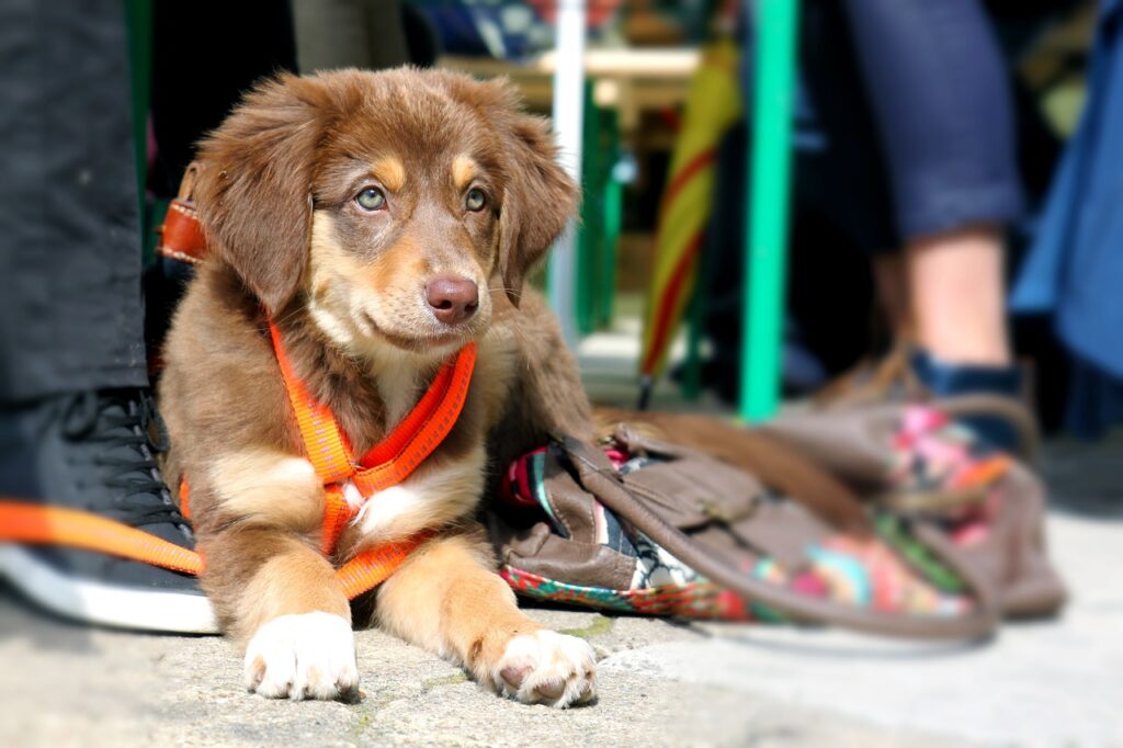 dog, puppy, snout-1912727.jpg