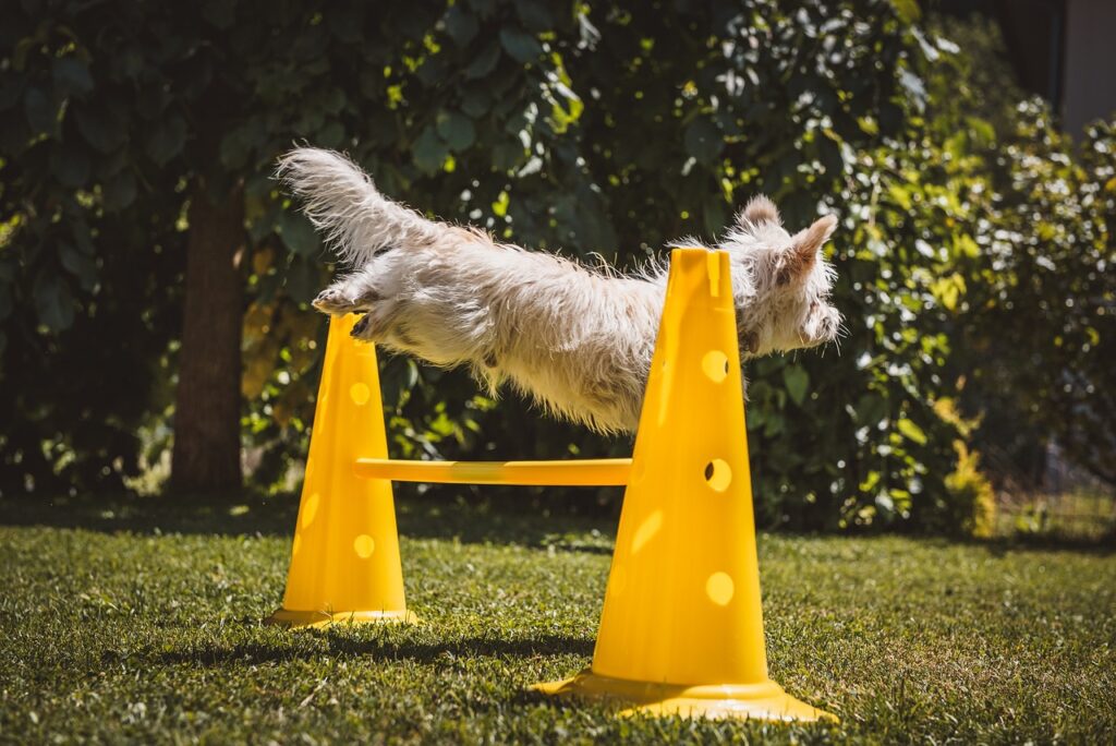 Agility Tricks to Teach Your Dog