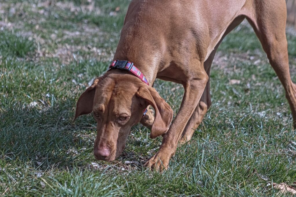 dog, vizsla, canine-7103372.jpg